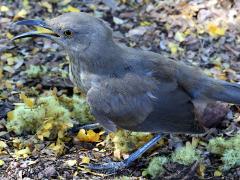 (Curve-billed Thrasher) yawning