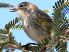 (Yellow-rumped Warbler) auduboni female singing