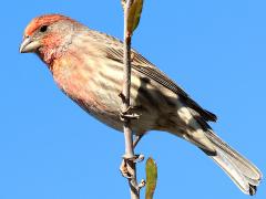 (House Finch) male