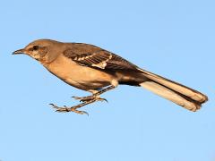 (Northern Mockingbird) liftoff