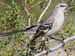 (Creosote Bush) (Northern Mockingbird) perching on Creosote Bush