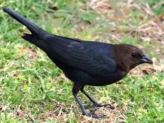 (Brown-headed Cowbird) male