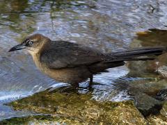 (Great-tailed Grackle) female