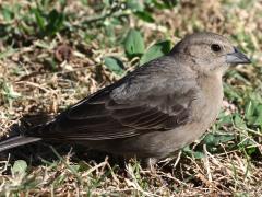 (Brown-headed Cowbird) female