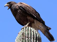 (Harris's Hawk) calling