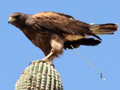 (Harris's Hawk) pooping