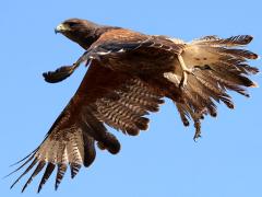 (Harris's Hawk) taking wing