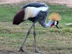 (Gray Crowned-Crane) walking
