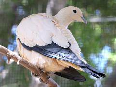 (Pied Imperial Pigeon) perching