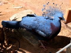 (Victoria Crowned-Pigeon) profile