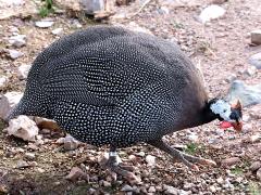 (Helmeted Guineafowl) walking
