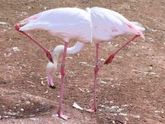 (Greater Flamingo) standing