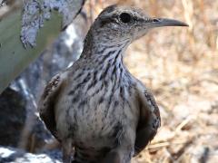 (Rock Wren) belly