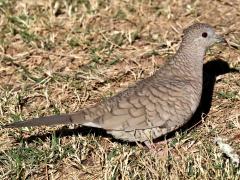 (Inca Dove) lateral