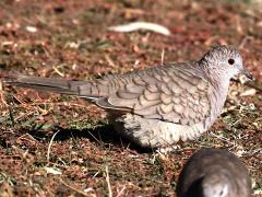 (Inca Dove) profile