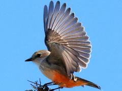 (Vermilion Flycatcher) female flapping