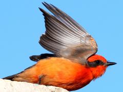 (Vermilion Flycatcher) male leaning