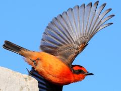 (Vermilion Flycatcher) male liftoff