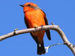 (Vermilion Flycatcher) male perches