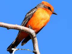(Vermilion Flycatcher) male perching