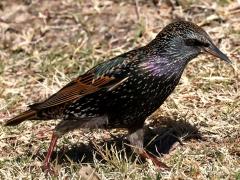 (European Starling) walking