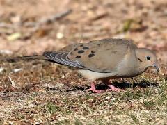(Mourning Dove) profile