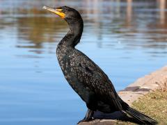 (Double-crested Cormorant) basking