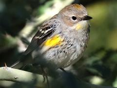 (Yellow-rumped Warbler) auduboni female frontal