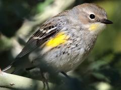 (Yellow-rumped Warbler) auduboni female profile
