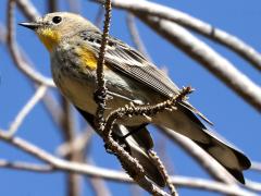 (Yellow-rumped Warbler) auduboni female ventral