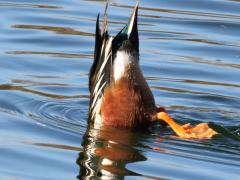 (Northern Shoveler) male dabbling mooning