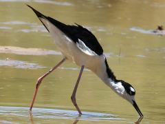 (Black-necked Stilt) foraging