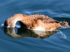 (Ring-necked Duck) female diving