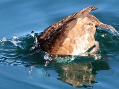 (Ring-necked Duck) female fishing