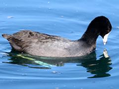 (American Coot) angling