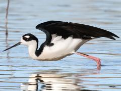 (Black-necked Stilt) crouching