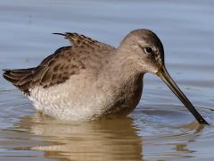 (Long-billed Dowitcher) lateral