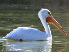 (American White Pelican) profile