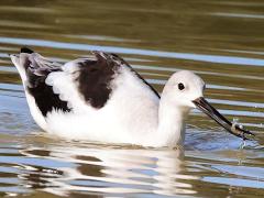 (American Avocet) foraging