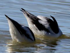 (American Avocet) pair dabbling mooning