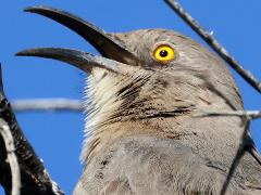 (Curve-billed Thrasher) singing