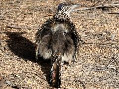 (Greater Roadrunner) rump
