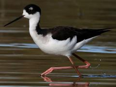 (Black-necked Stilt) wading