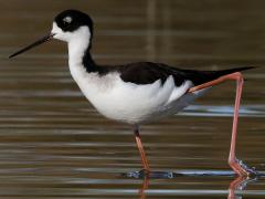 (Black-necked Stilt) walking