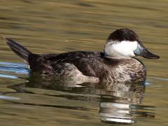 (Ruddy Duck) male swimming