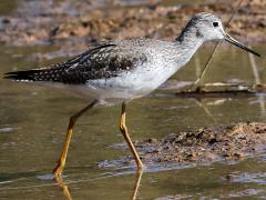 (Greater Yellowlegs) wading