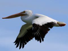 (American White Pelican) flying downstroke