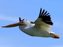 (American White Pelican) flying upstroke