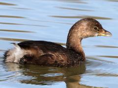 (Pied-billed Grebe) swimming
