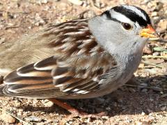 (White-crowned Sparrow) profile